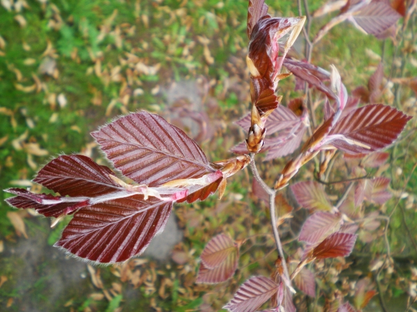 Fagus sylvatica Purpurea Latifolia