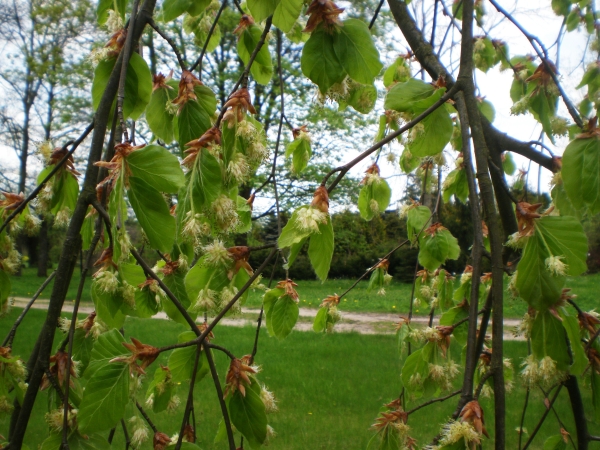 Fagus sylvatica