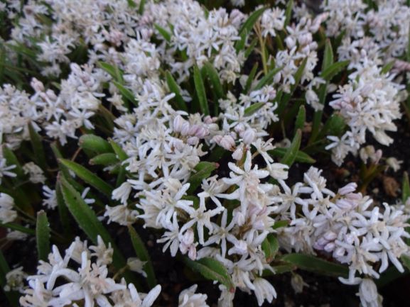 Scilla forbesii 'Rosea'