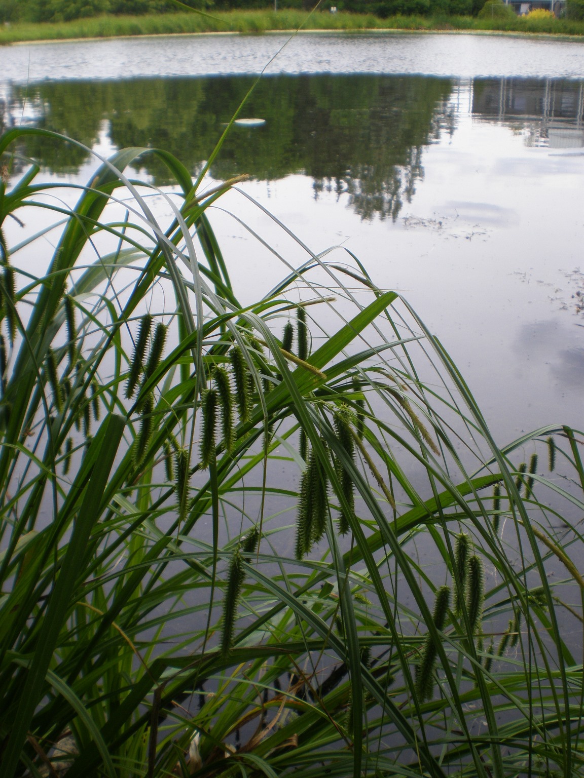 35.Šiurkščioji viksva Carex pseudocyperus